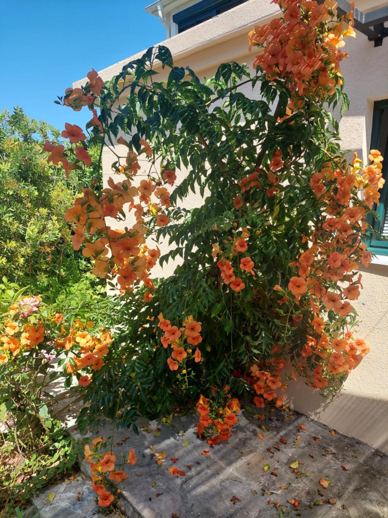 Kjara Apartments Tivat Zewnętrze zdjęcie